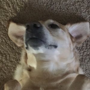 Meet your Posher, Josh